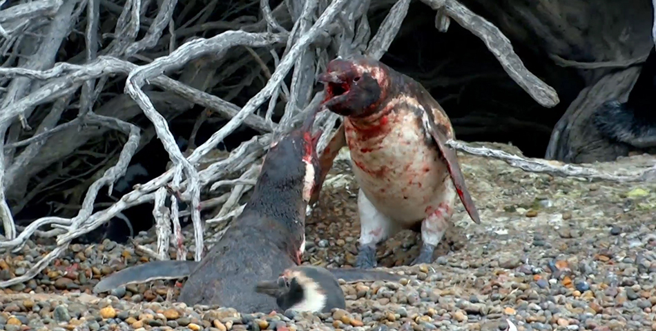 Sangre, sudor y picotazos: la feroz batalla de dos pingüinos
