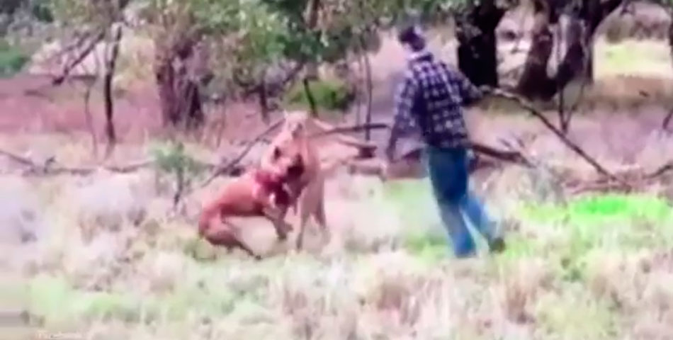 Salvaje: un hombre peleó con un canguro para salvar a su perro