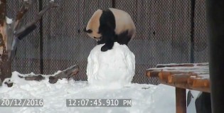 El panda solo quiere divertirse con la nieve