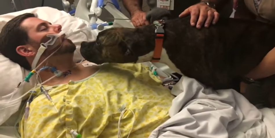 La triste historia de una perra y su dueño antes de que él muriera