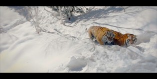 Tigres en la nieve, una obra artística y natural