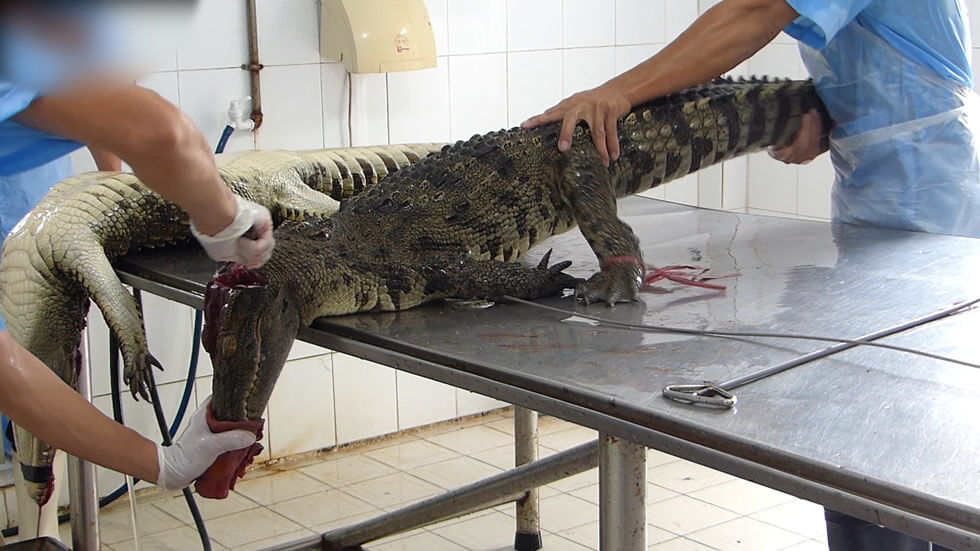 Impactante: PETA mostró la crueldad de una granja de cocodrilos