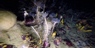 Increíble: descubrieron un jardín submarino en los hielos de la Antártida