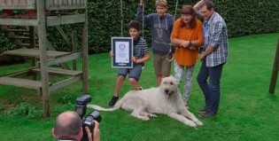 Keon, el perro con la cola más larga del mundo