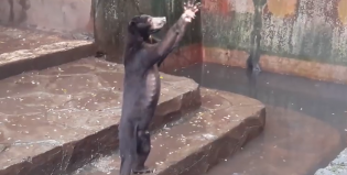 Tristisimo: Osos en muy mal estado suplican comida en un zoo de Indonesia