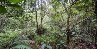 Imposible: encontrá a los soldados camuflados en la selva