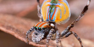 Conocé a la araña que se mueve como Mick Jagger