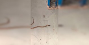 Pelea a muerte entre una araña y una serpiente