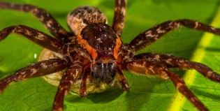 Lo dice la ciencia: todas las arañas del mundo necesitan un año para comernos