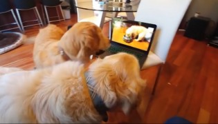 Mirá la tierna reacción de un golden al verse en un video de cuando era cachorro