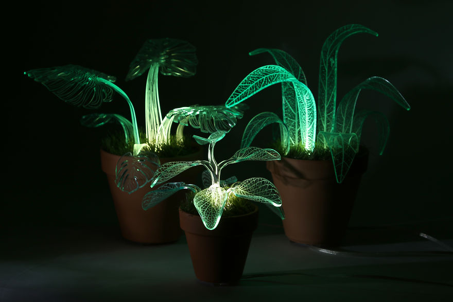 Conocé las plantas que brillan en la oscuridad