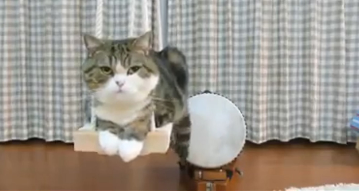 Este gato se hamaca y toca el tambor con su cola al mismo tiempo