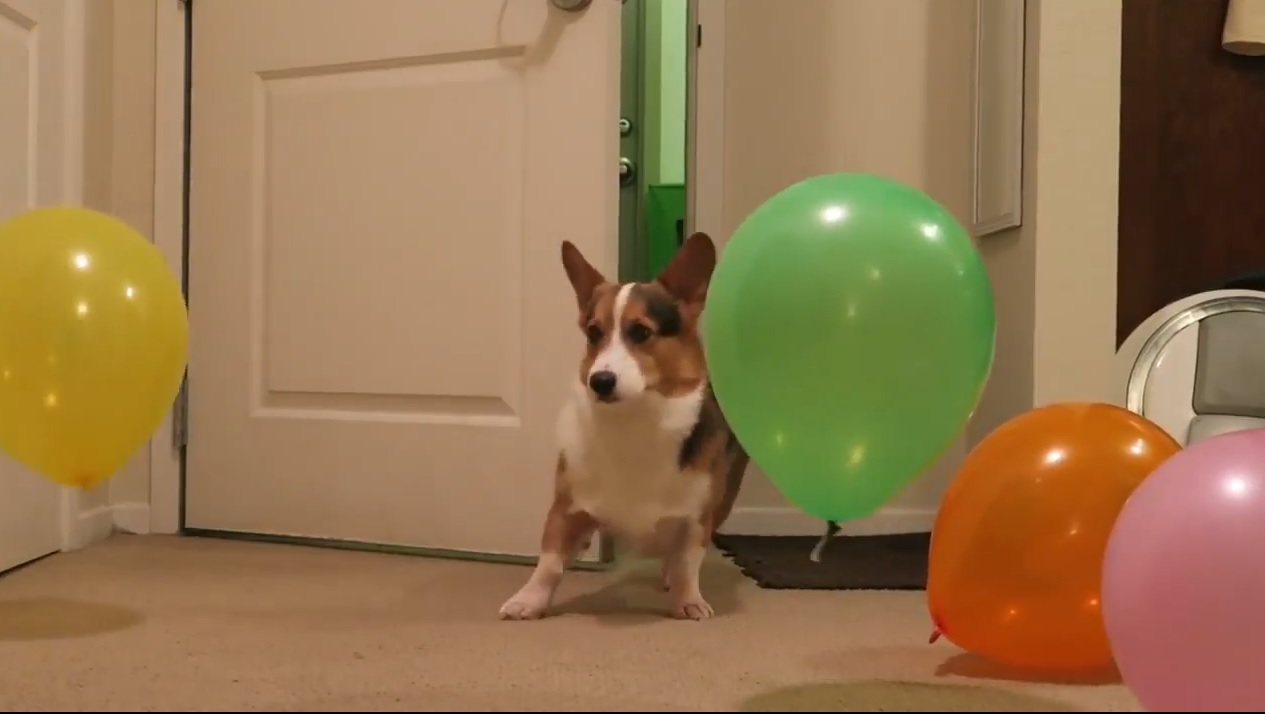 ¡Le preparó la mejor fiesta de cumpleaños sorpresa a su perro!