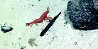 Pelea a muerte entre un camarón y un pez víbora