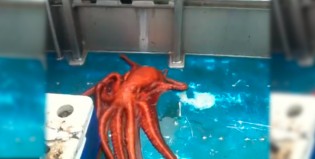 Un pulpo gigante se “fugó” de un barco