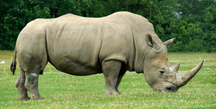 Sudán, el último rinoceronte blanco busca pareja en Tinder
