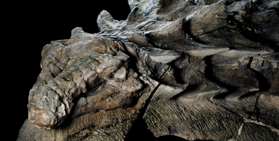 Miedito: hallaron un fósil de dinosaurio intacto
