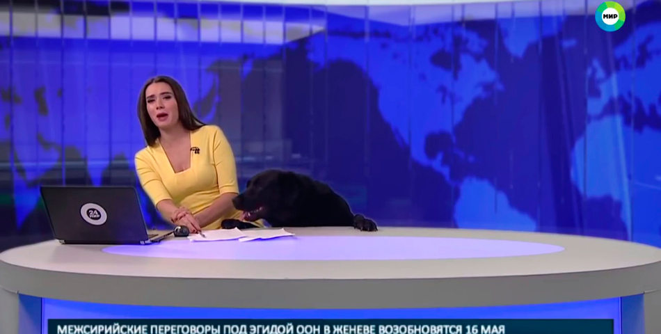 Un perro irrumpió en un noticiero y todo fue amor