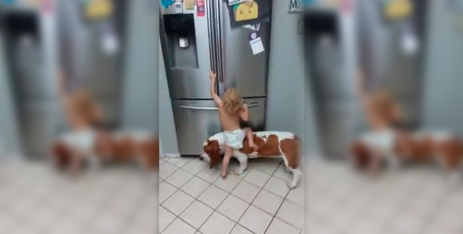 Un bebé recibió la ayuda de su perro para “asaltar” la heladera