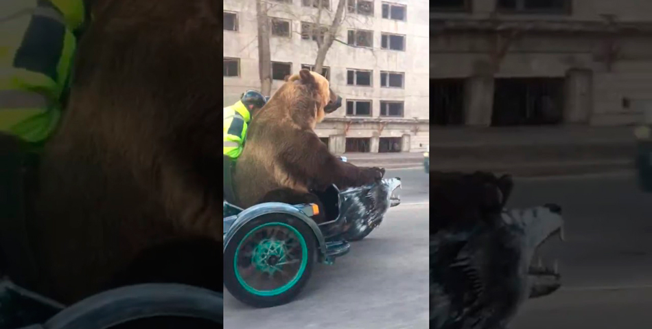 El oso motoquero, la nueva sensación viral
