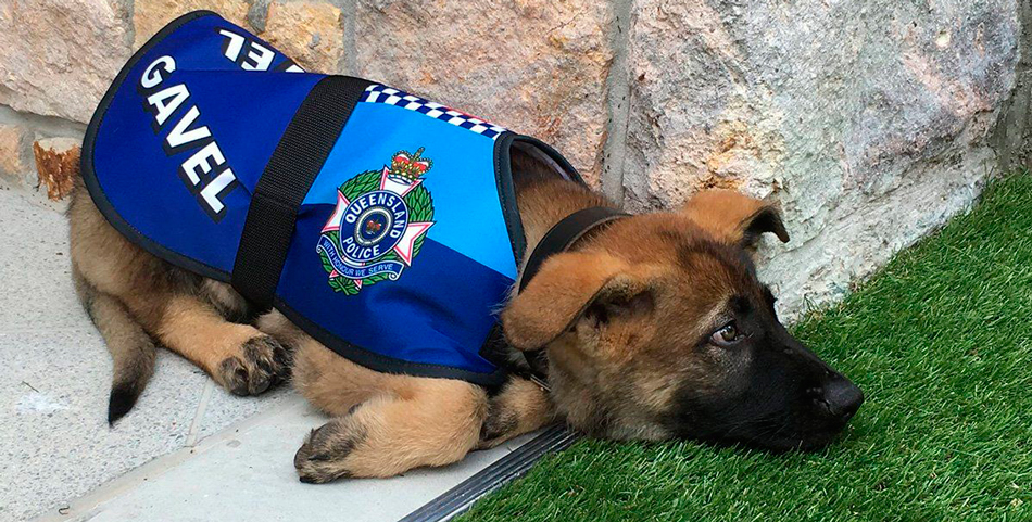 Insólito: echaron a un perro de la policía por ser “demasiado tierno”