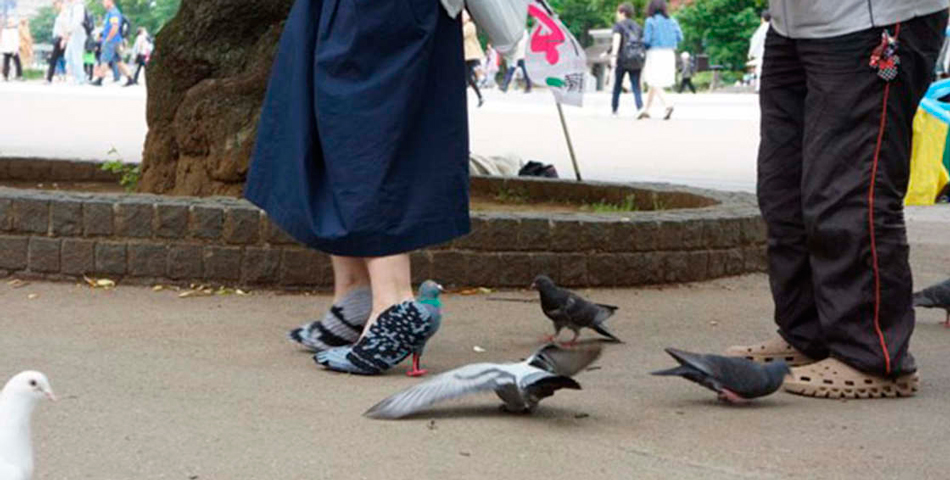 Llegaron las zapatillas en forma de paloma