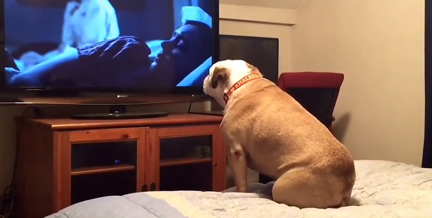 ¡Viral! Esta bulldog mira películas de terror y avisa cuando está por pasar algo malo