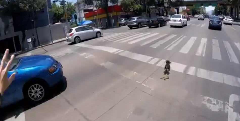 El viral vídeo en el que un ciclista pone en riesgo su vida para salvar a un perro