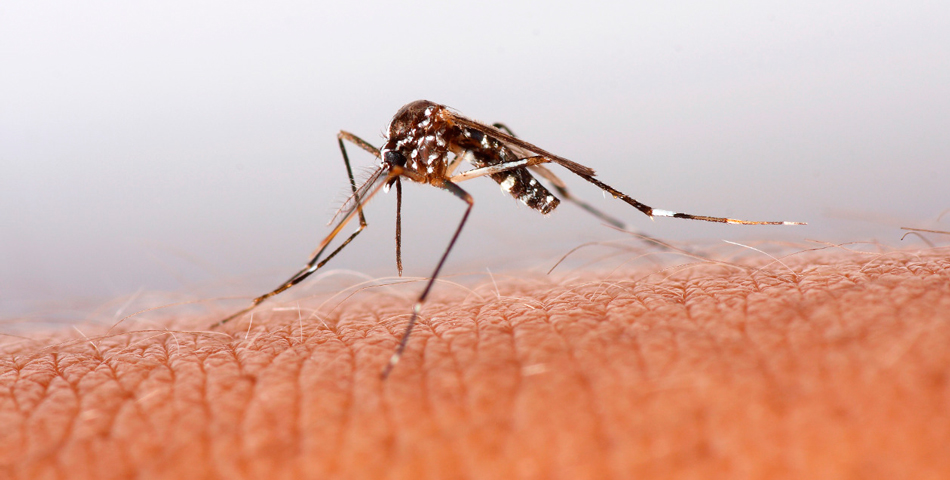 Llegó el gadget que alivia los efectos de las picaduras de mosquitos