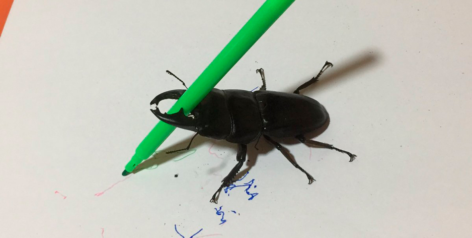 Spike, el escarabajo artista