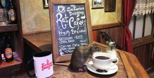 En San Francisco ya es posible tomar un café con ratas