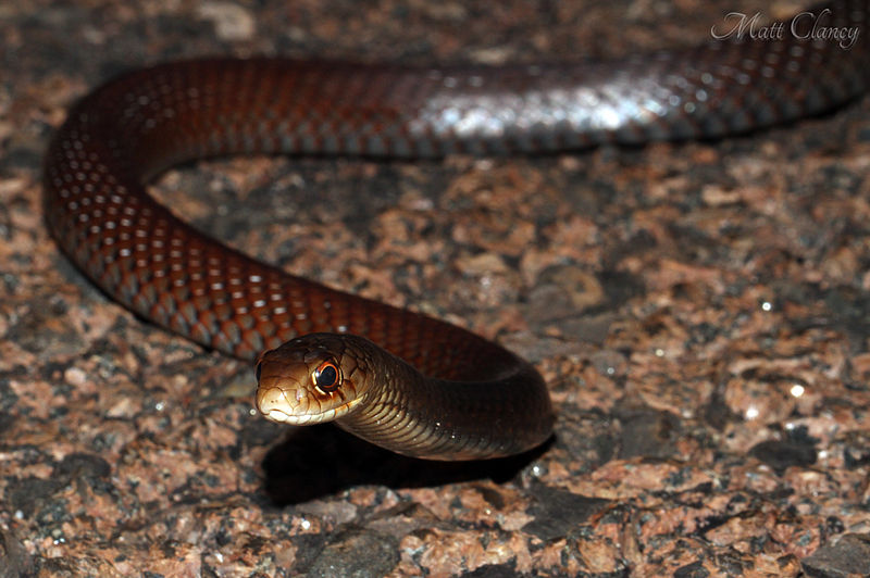 800px-Lesser_Black_Whip_Snake_(Demansia_vestigiata)_(8692359408)