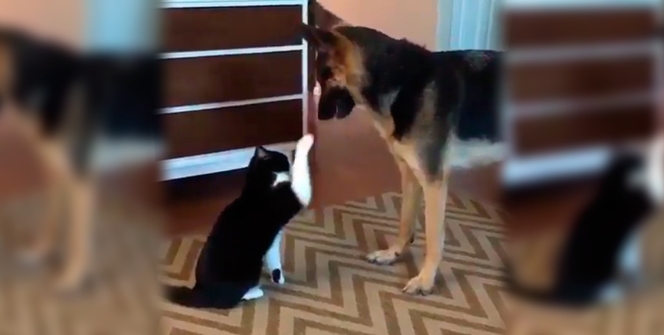 La pelea más tierna entre un perro y un gato