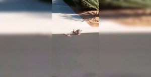 Pelea a muerte entre un conejo y una serpiente