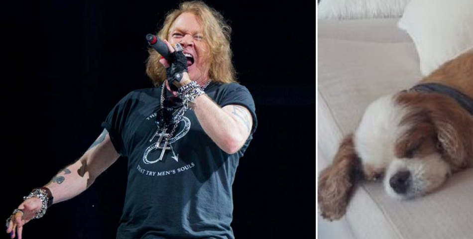 Guns N’ Roses le dedicó Knockin’ on Heaven’s Door al perrito del bajista