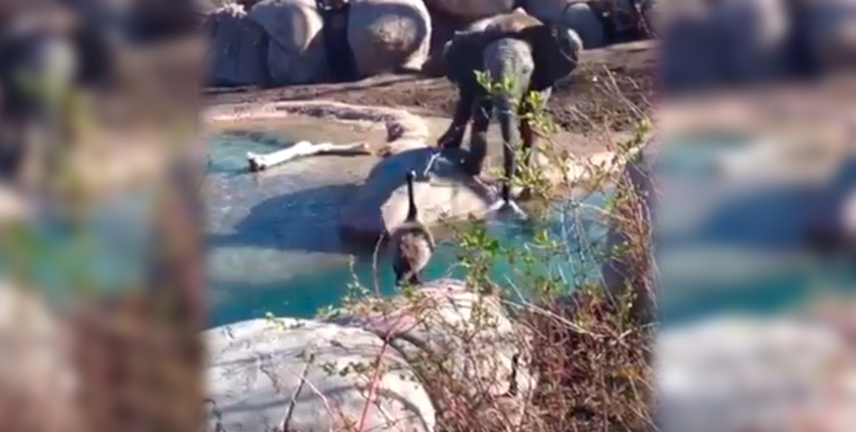 Una pelea a muerte entre un elefante y un ganso