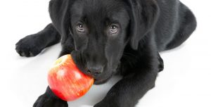 10 frutas que tu perro debería comer