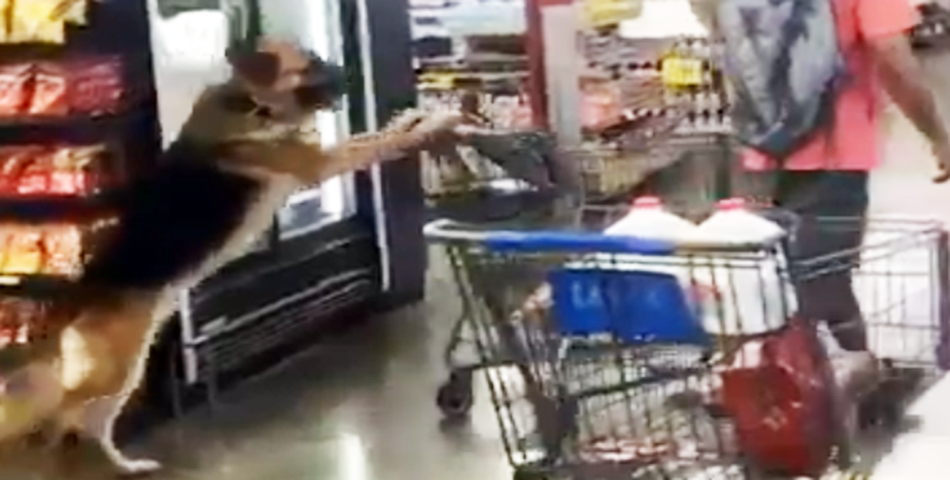WTF: ¡Un perro sorprende llevando un changuito de supermercado!