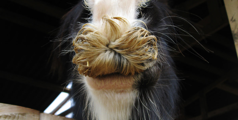 Lo prueba la ciencia: una raza de caballos tiene bigotes