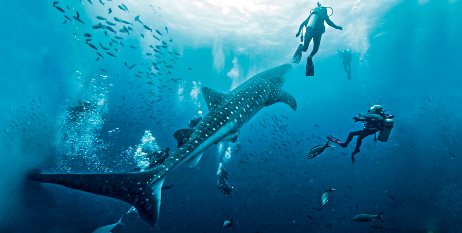5 lugares para nadar con los gigantes del océano
