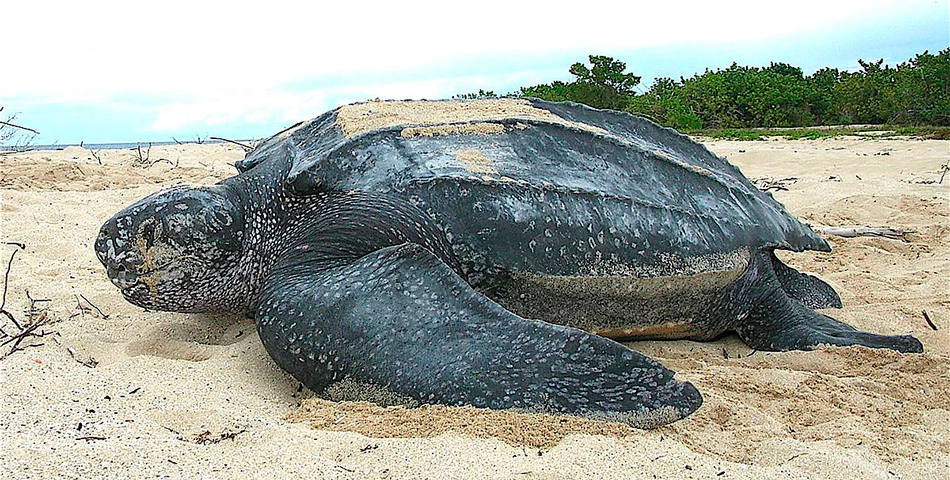 Una tortuga “mutante” copó una playa española