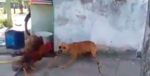 Una pelea a muerte entre un gallo y un perro