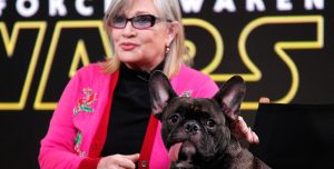 Ternura total: mirá cómo reacciona el perro de Carrie Fisher cuando ve el trailer de The Last Jedi