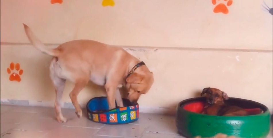 El perro que intenta dormir en una cama menor que él