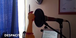 Descenso directo: un pato de juguete cantó “Despacito”