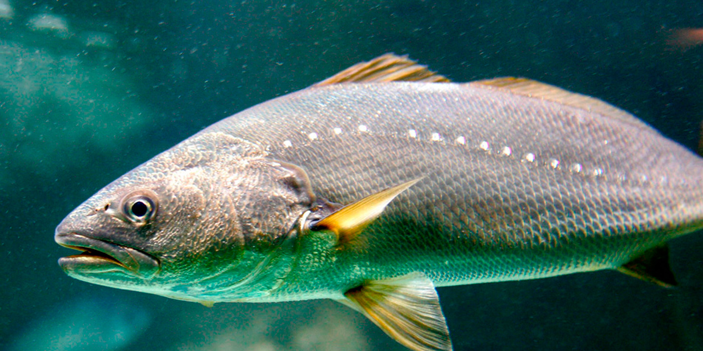 Pánico: así suena el pez más ruidoso del mundo