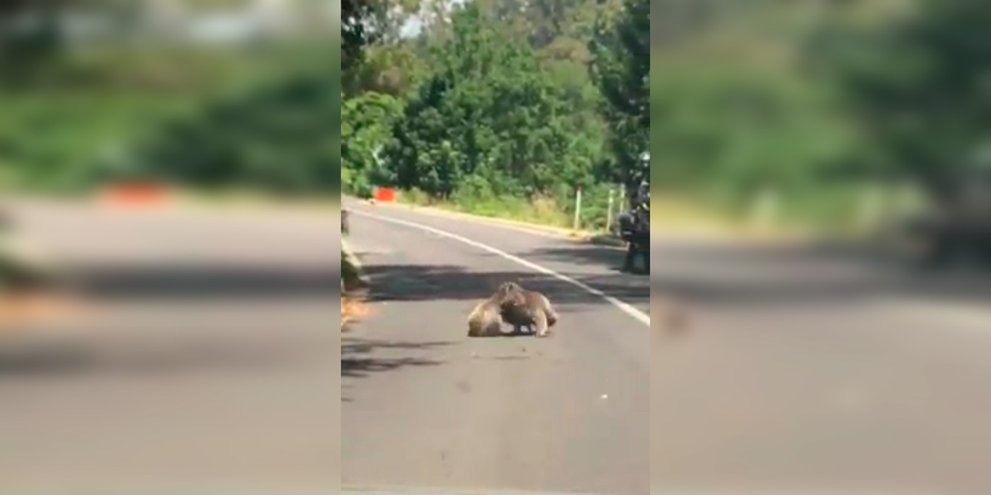 Dos koalas “piqueteros” se pelearon en plena ruta