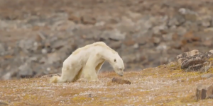 El desgarrador video de un oso polar en un estado agonizante que hizo llorar a un fotógrafo de National Geographic