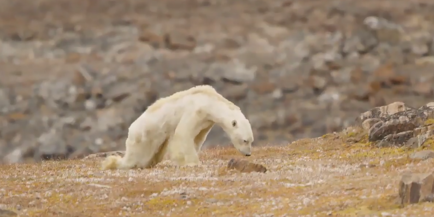 El desgarrador video de un oso polar en un estado agonizante que hizo llorar a un fotógrafo de National Geographic