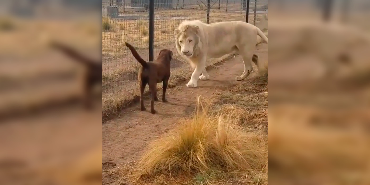 La amistad entre una perra y un león